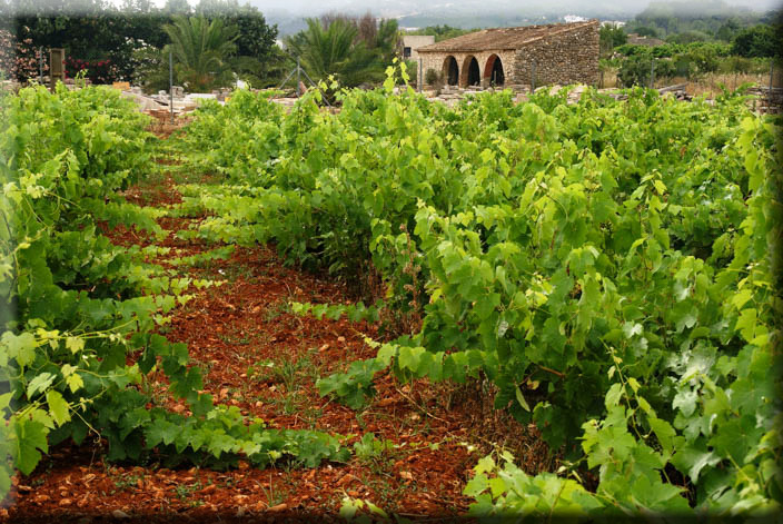 NaturalHomes.es Jalon Finca for sale casita wine grapes