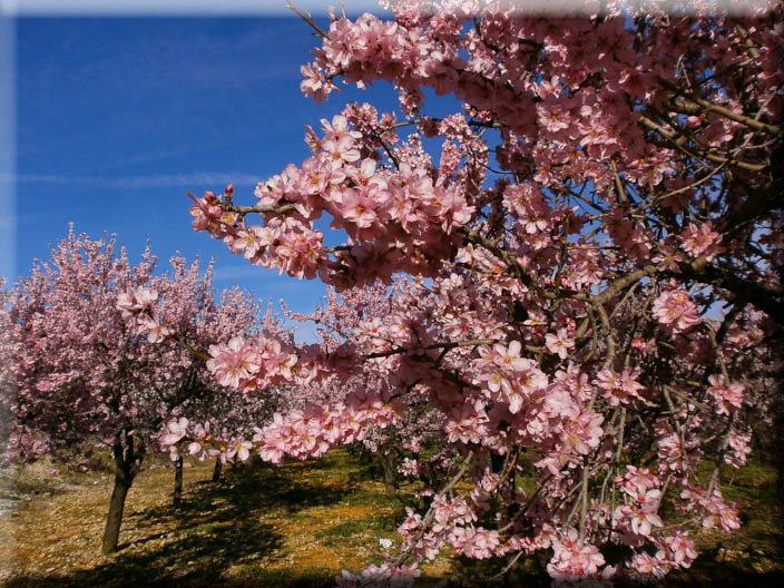 NaturalHomes.es Jalon Finca for sale casita almond blossom