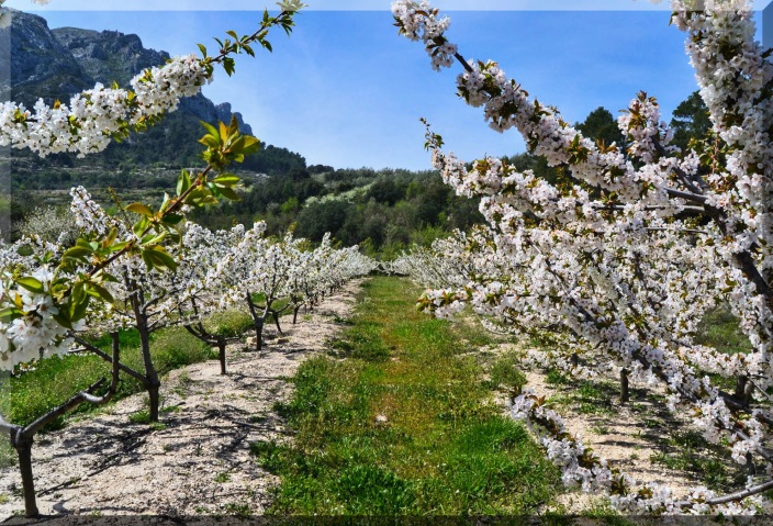 vall gallinera blossom